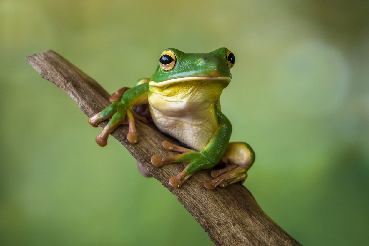 What Is A Scaffold Frog And What Does It Hold?