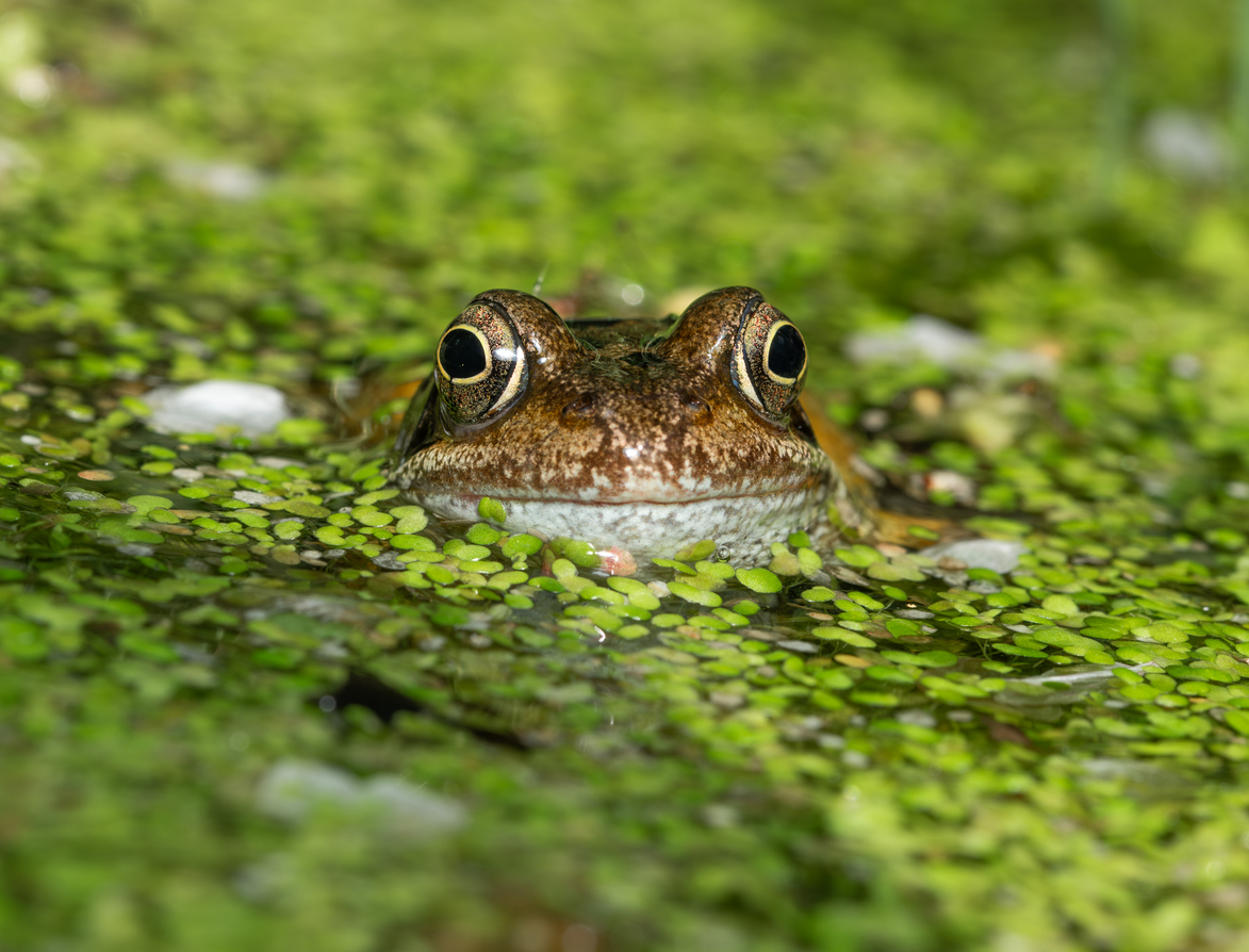 Common Mistakes When Using Scaffold Frogs (And How To Avoid Them)